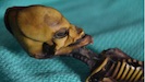 AtacamaBeing