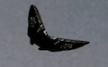 ButterflyUFO
