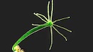 Hydra