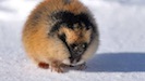 Lemming