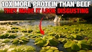 The Fastest Growing Food on Earth Why is the World’s Most Efficient Protein Labeled a Weed_thumbnail